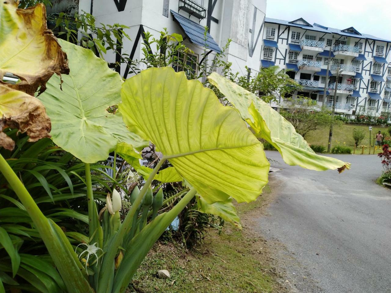 Desa Anthurium Apartment Cameron Highlands Exterior photo